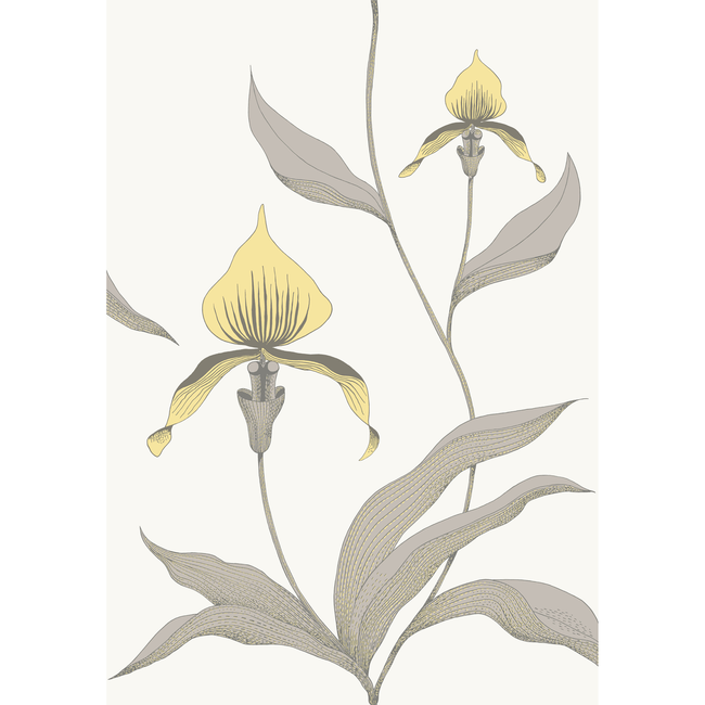 COLE & SON CONTEMPORARY RESTYLED ORCHID - YELLOW/WHITE 95/10057.CS.0