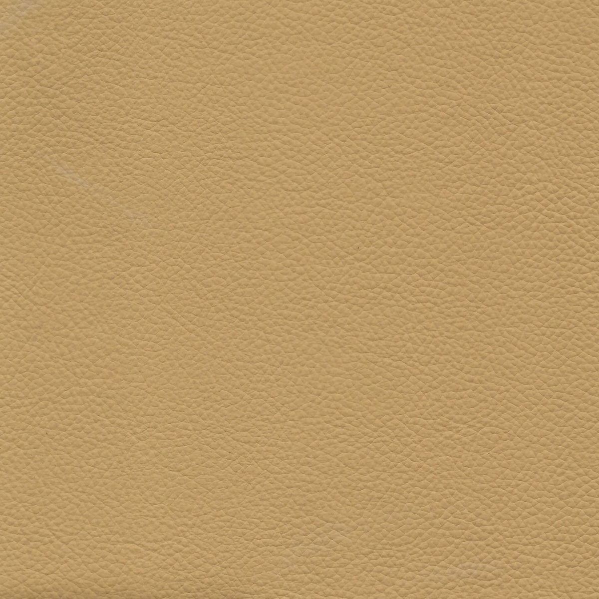 Square xlrg bravo honey.jpg