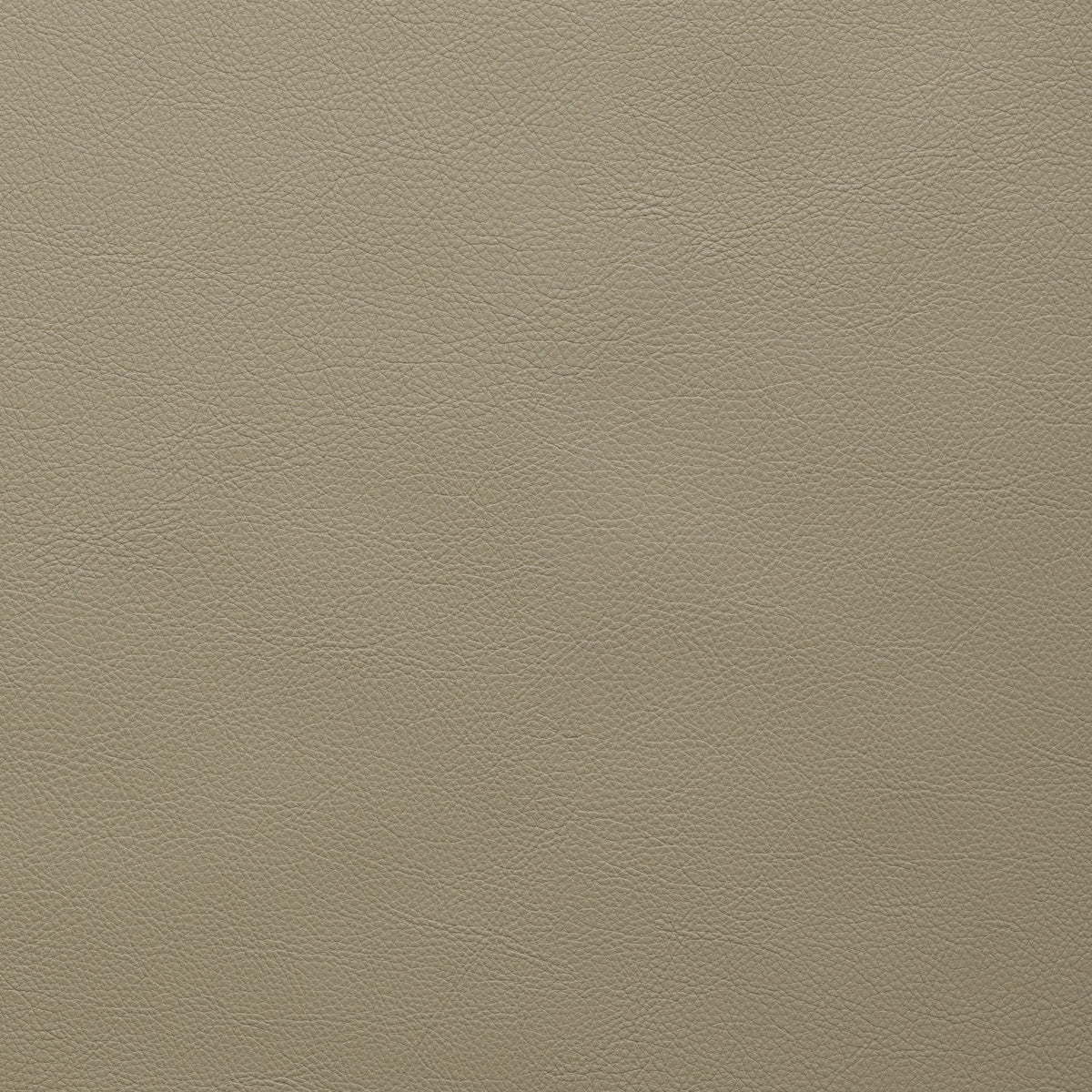 Square xlrg classic scl 222 porcini.jpg