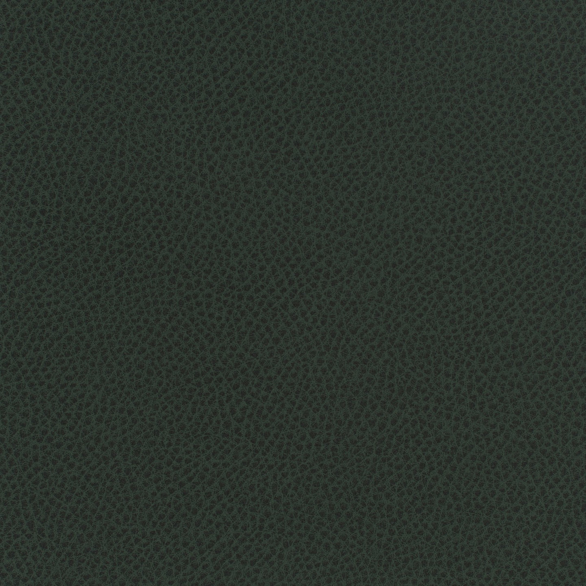 Square xlrg everdeen 49 forage 2.jpg