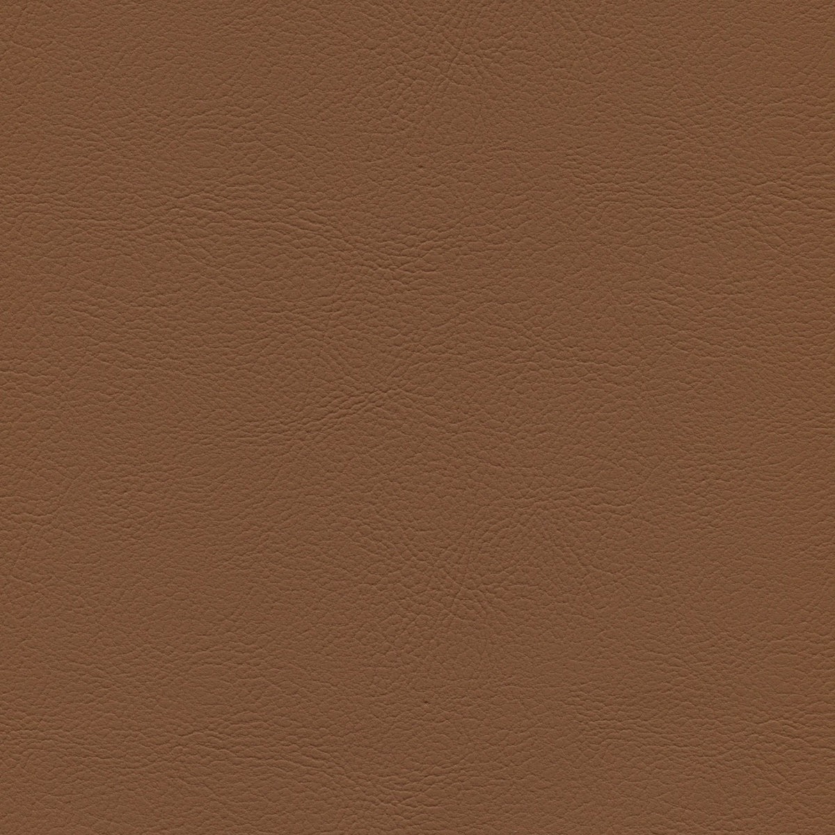 Square xlrg mod 2019 nutmeg.jpg