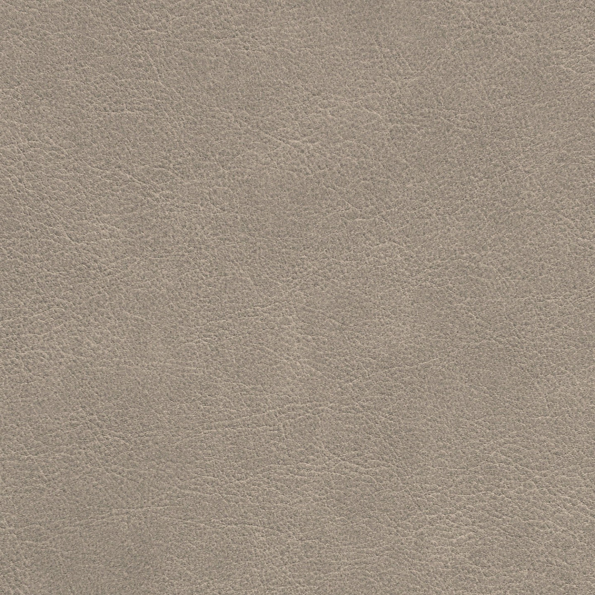 Square xlrg str ashwood.jpg