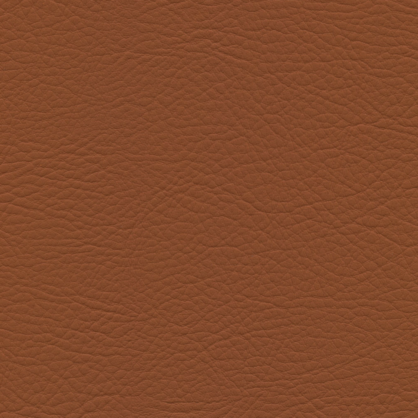 Square xlrg whi 2183 saddle.png
