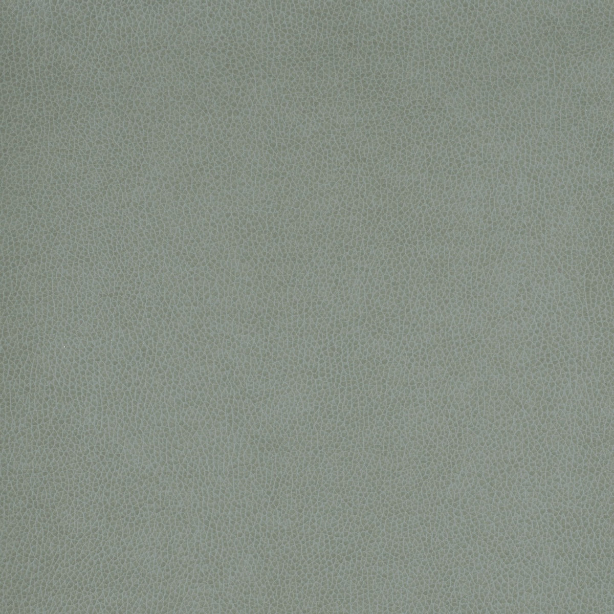 Square xlrg wty 106 tolstoy ii dolphin hr.jpg