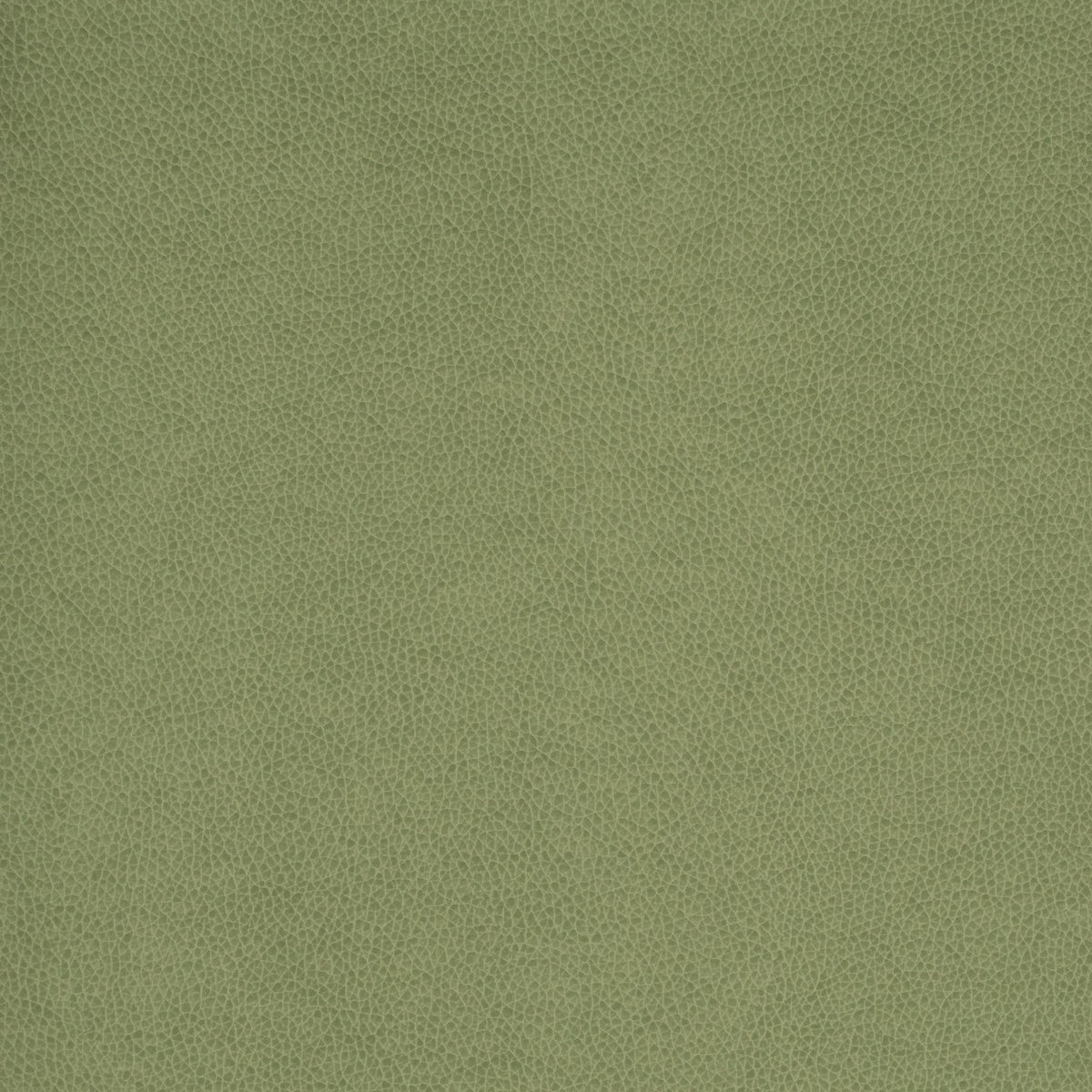 Square xlrg wty 113 tolstoy ii jade hr 2 5.jpg